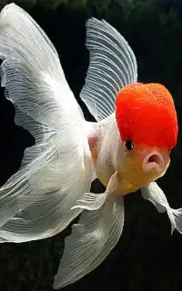 ماهی گلدفیش