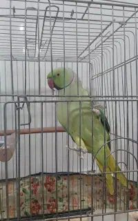 طوطی ملنگو سخنگو