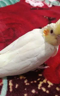 عروس هلندی