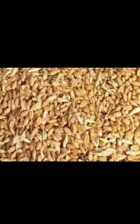 ضایعات گندم