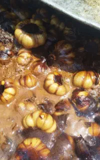 سیر ترشی پخته درشت بار