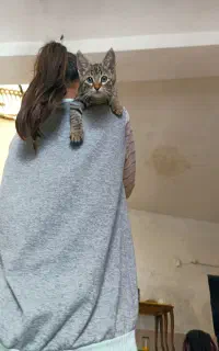 گربه خیلی بازی گوش وناز دختره