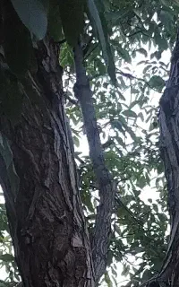 خریدار چوب سرشاخه کنده درخت خشگ