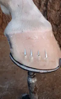 نعلبندی اسب
