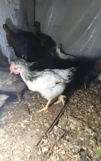 جوجه های ۴ماهه گلپایگان اصل