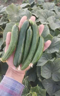 خیار درجه یک برای خیارشور