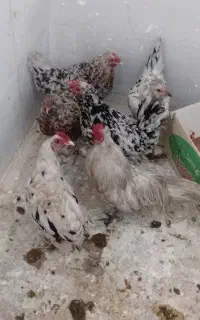 مرغ سالم و سرحال