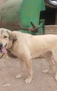سگ ماده