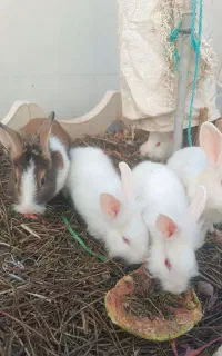 خرگوش  لوپی جرسی