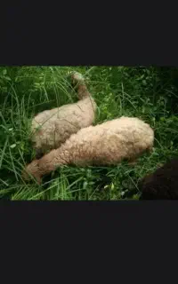 گوسفند مرغ خروس جوجه