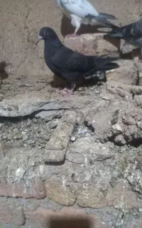 کفتر