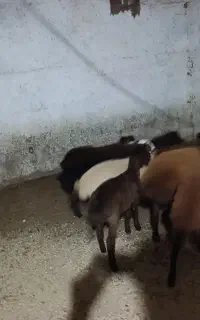 بره ماده هترو