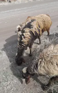 گوسفند درجه یک