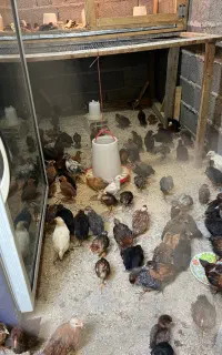 جوجه گلپایگانی و گردن گلابی و کاکلی