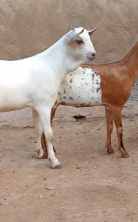 نر و ماده سومال و قوچ دورگ