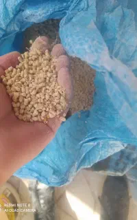 دان مرغی پس دان