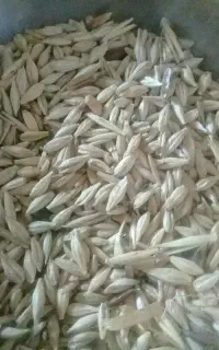 جو‌شش‌پر‌تمیز‌بدونه‌گندم