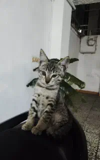 گربه دو ماهه برای واگذاری رایگان