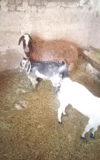 میش افشاری آبستن