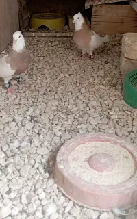 فروش دو عدد. کبوتر طوقی