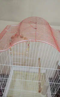 قفس عروس هلندی و طوطی