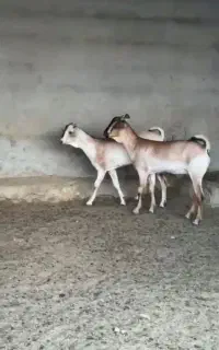 بز سومالی اصیل