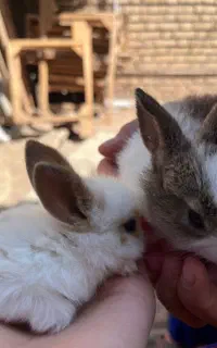 خرگوش