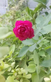 نهال گل رز قدیمی
