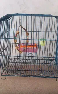 قفس