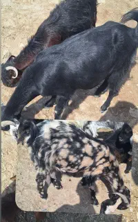سه عدد.مری ماده  خوب عالی .(تهلاب )