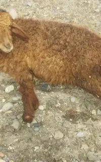 بره نر