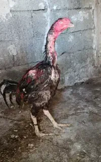لاری 18 ماهه