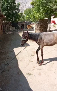 کره مایون
