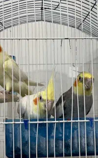 جفت عروس هلندی مولد با جوجه