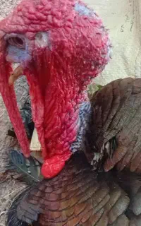 بوقلمون نر