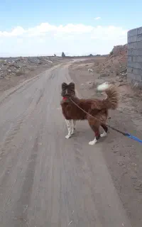 سگ گله ای