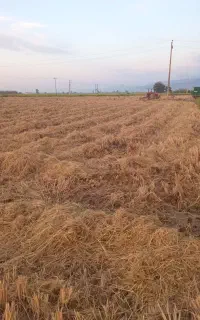 کاه شالی به قیمت برای خوراک‌ دام