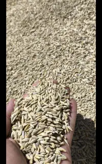 خریدار جو هستم