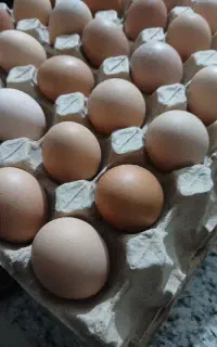 فروش تخم مرغ محلی