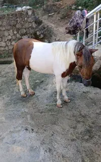 اسب فلابلا