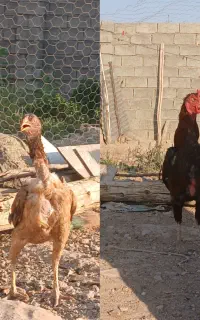 مرغ خروس لاری