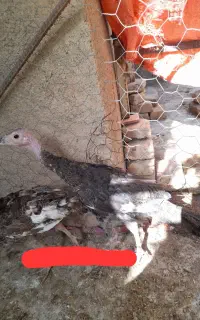 بوقلمون