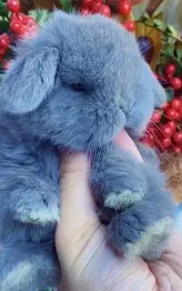 بچه خرگوش مینی لوپ رنگ بلو