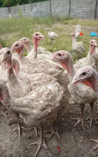 بوقلمون بیوتی سه ماهه