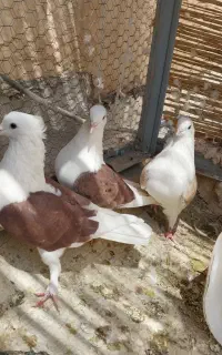 کبوتر