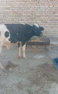 گوساله