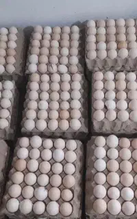 فروش عمده تخم مرغ کارتونی و دونه ای