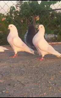 کبوتر پرشی نقده