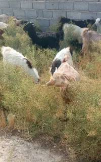 فروش بزغاله نروماده