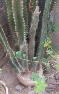 کاکتوس